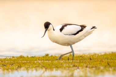 Pied Avocet, Recurvirostra avosetta 'nın yakın plan görüntüsü.