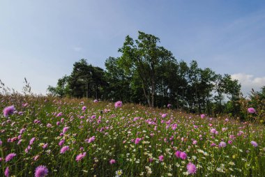 Çiçek çayır yakınındaki Roccaverano, Piyemonte - İtalya