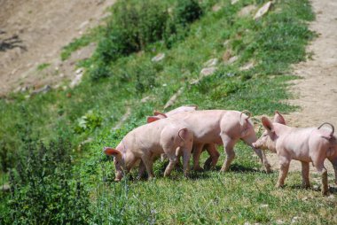 İki eşek: anne ve oğlu