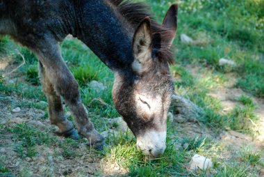 İki eşek: anne ve oğlu