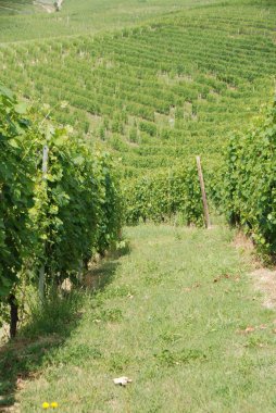 La Morra, Piedmont yakınlarındaki Langhe tepeleri ve üzüm bağları manzarası