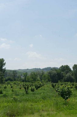 Piedmont, İtalya 'da Alba yakınlarında bir fındık ağacı tarlası.