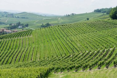 Langhe üzüm bağlarının manzarası, Piedmont - İtalya