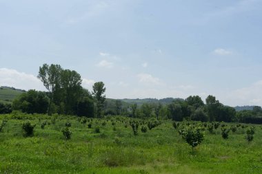 Piedmont, İtalya 'da Alba yakınlarında bir fındık ağacı tarlası.