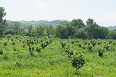 Piedmont, İtalya 'da Alba yakınlarında bir fındık ağacı tarlası.