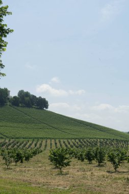 Piedmont, İtalya 'da Alba yakınlarında bir fındık ağacı tarlası.