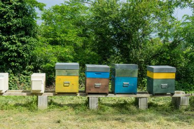 Bir kovan arı yetiştiriciliği için