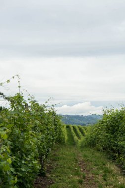 Monticello d 'Alba, Piedmont yakınlarındaki dağlarda bir üzüm bağının bazı sıraları