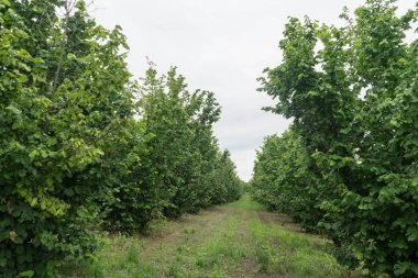 Biraz fındık ağaç tepelerinde bir alan