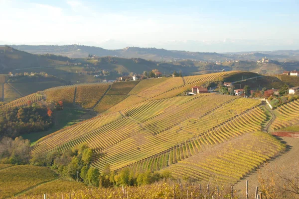 Widok Winnice Langhe Piemont Włochy — Zdjęcie stockowe