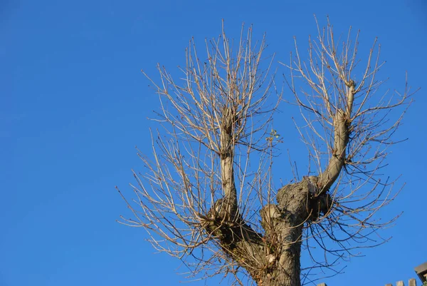 Gałęzie Bez Liści Drzewa Zimie — Zdjęcie stockowe