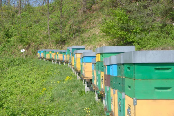 Einige Farbige Bienenstöcke Auf Einer Wiese — Stockfoto
