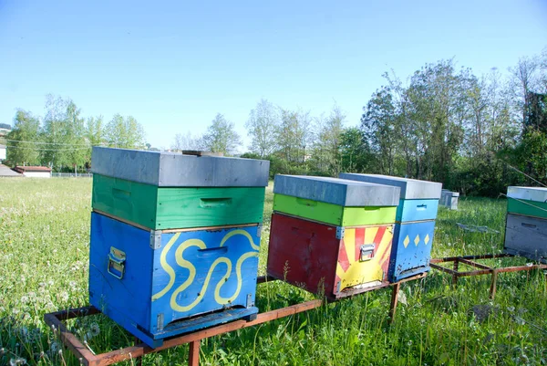 Bees Hives Produce Sweet Honey — Stock Photo, Image