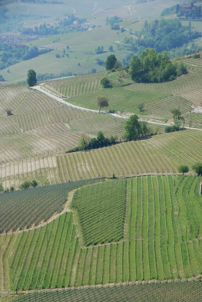 Rzędy Winnic Pobliżu Barolo Piemont Włochy — Zdjęcie stockowe
