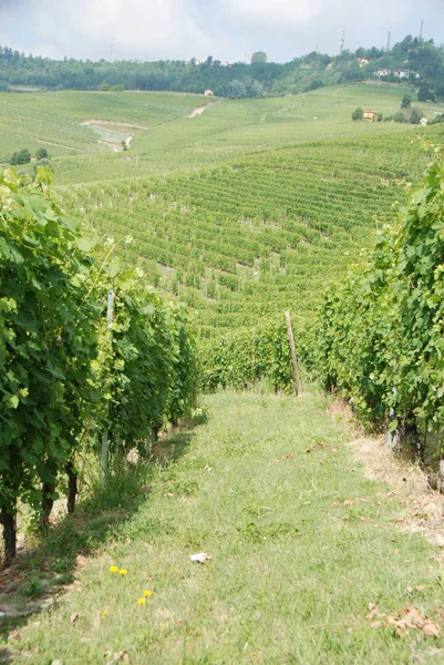 Vue Des Collines Langhe Avec Vignobles Près Morra Piémont Italie — Photo