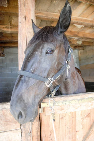 厩で馬の頭部のプロフィール — ストック写真