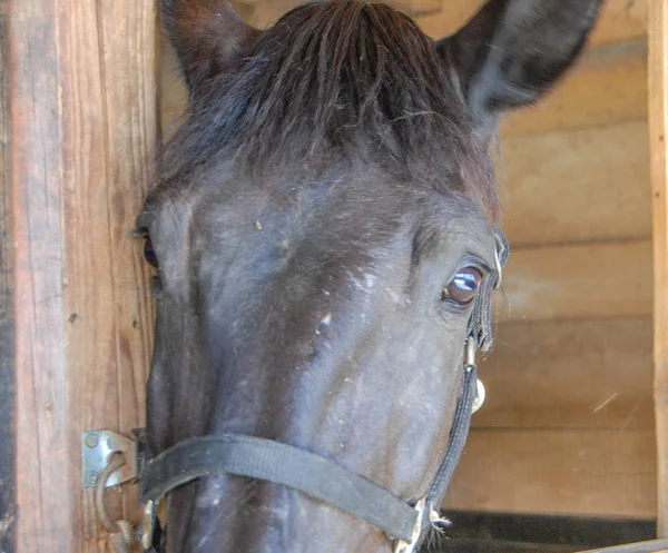 厩で馬の頭部のプロフィール — ストック写真