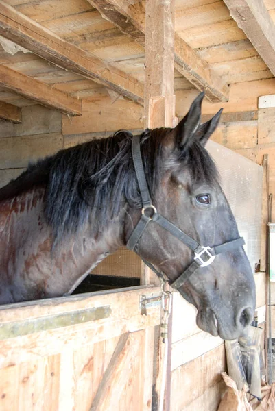 Profiel Van Het Hoofd Van Een Paard Stal — Stockfoto