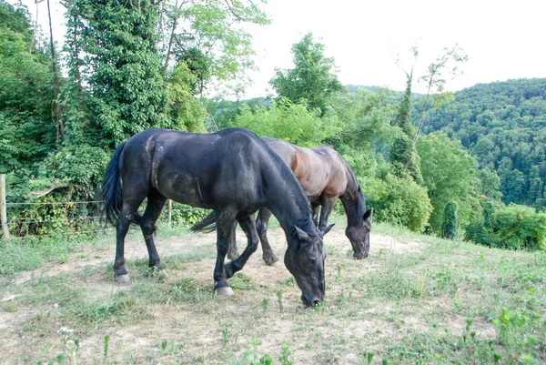 Grasveld Met Grazende Paarden Cortemilia Piemonte Italië — Stockfoto