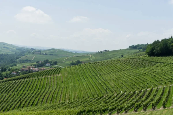 Άποψη Των Αμπελώνων Langhe Πεδεμόντιο Ιταλία — Φωτογραφία Αρχείου