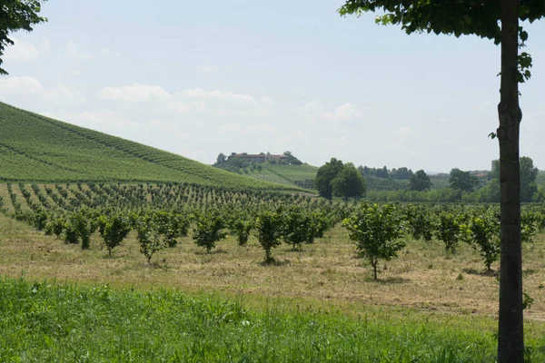 Champ Jeunes Noisetiers Près Alba Dans Piémont Italie — Photo