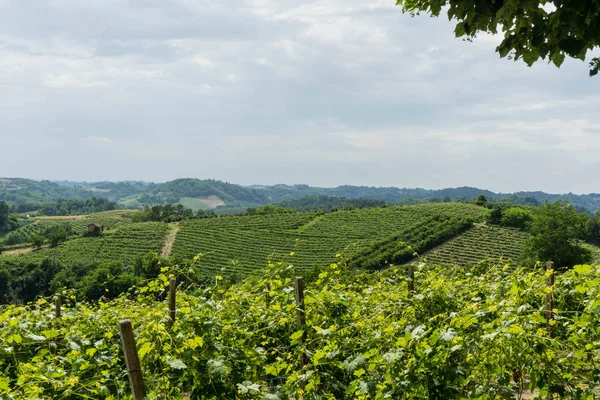Overview Vineyards Roero Monticello Alba Piedmont Italy — стоковое фото