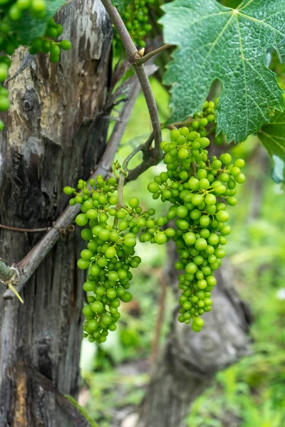 Деякі Винограду Вирощених Виноградниках Roero Ємонт Італія — стокове фото