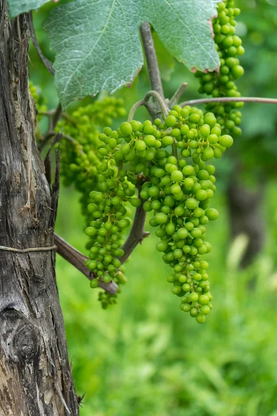 Quelques Raisins Dans Les Vignobles Roero Piémont Italie — Photo