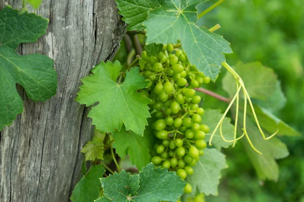 Quelques Raisins Dans Les Vignobles Roero Piémont Italie — Photo