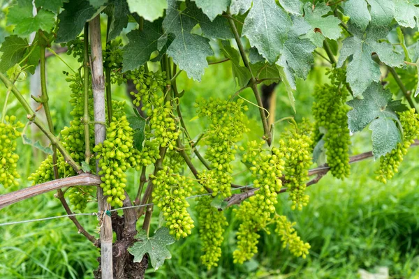 Algumas Uvas Vinhas Roero Piemonte Itália — Fotografia de Stock