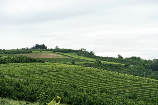 Algumas Fileiras Uma Vinha Nas Colinas Perto Monticello Alba Piemonte — Fotografia de Stock