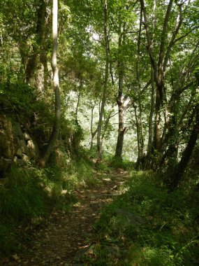 Rio Barbaira akışı, Rocchetta Nervina, İtalya - Liguria yakınındaki Nervia Vadisi'nde dağ yolu