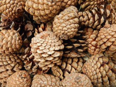 Dağlarda çam kozalakları