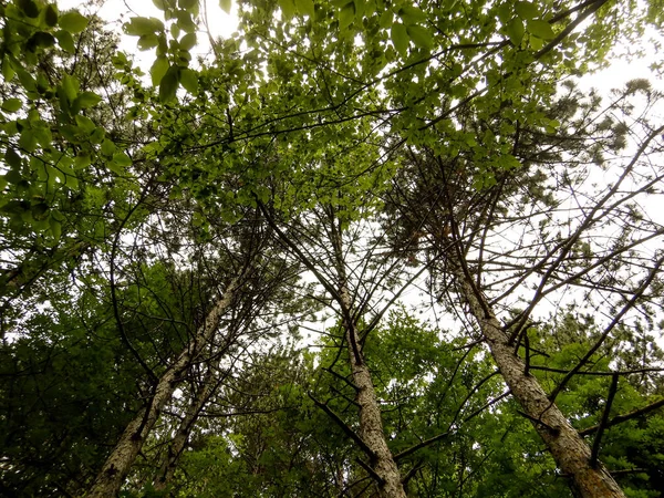 Forêt Dans Les Montagnes Vallée Nervia — Photo