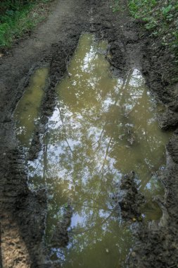 Alba, Piedmont yakınlarındaki San Bovo 'da ağaçların ve gökyüzünün yansımalarıyla bir ormanda yağmur suyu birikintisi.