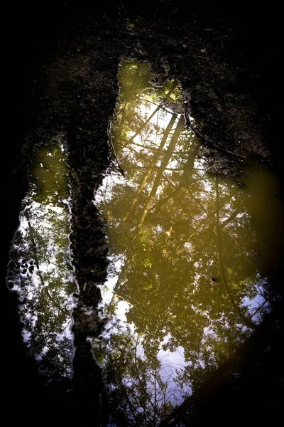 Uma Poça Água Chuva Uma Floresta Com Reflexos Árvores Céu — Fotografia de Stock