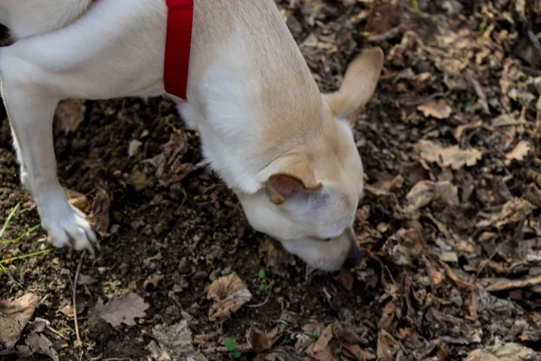 Ein Junger Trüffelhund Sucht Trüffel Einem Haselnusshain Der Langhe Piemont — Stockfoto