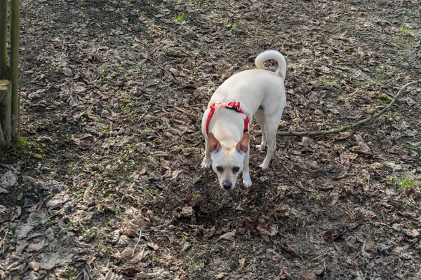 Ein Junger Trüffelhund Sucht Trüffel Einem Haselnusshain Der Langhe Piemont — Stockfoto