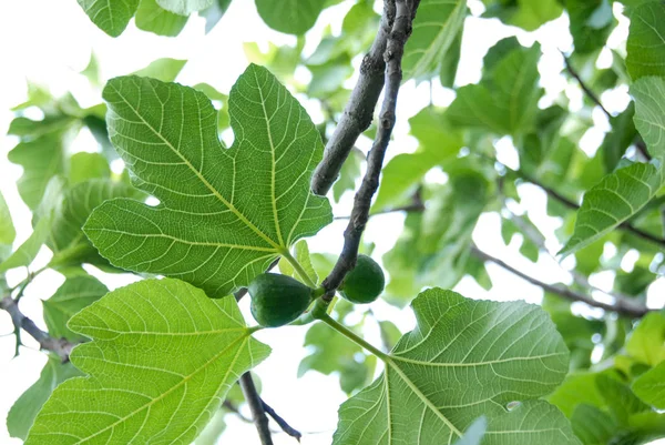 Zielony Dojrzałych Fig Drzewie Piemont — Zdjęcie stockowe