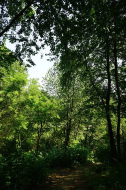 La Morra, Piedmont tepelerindeki bir ormanda ağaçlarda ağaçlar - La Morra, Piedmont tepelerindeki İtalyrf - İtalya