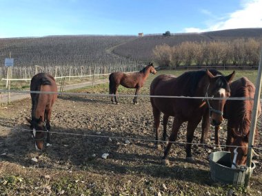 Çayırda bir grup at.