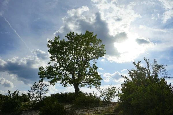 Céu Nuvens Árvores Nas Montanhas Região Verdon França — Fotografia de Stock