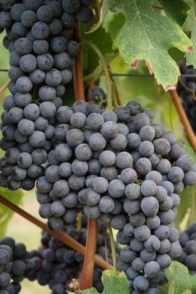 Vinhas Barolo Piemonte Itália — Fotografia de Stock