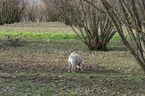 Genç bir trüf mantarı köpeği Langhe, Piedmony, İtalya 'da bir fındık ağacında yer mantarı arıyor.