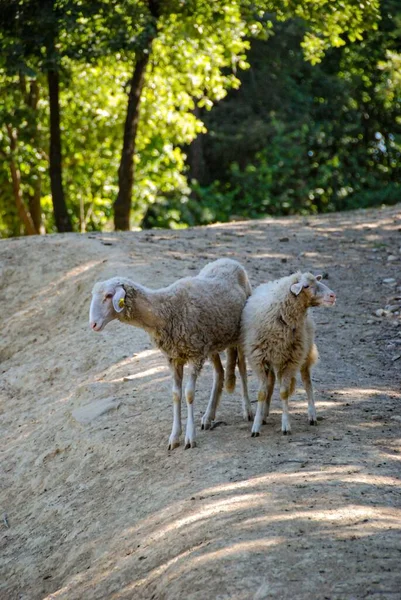 Dwie Samotne Owce Pastwisku Piemont Włochy — Zdjęcie stockowe