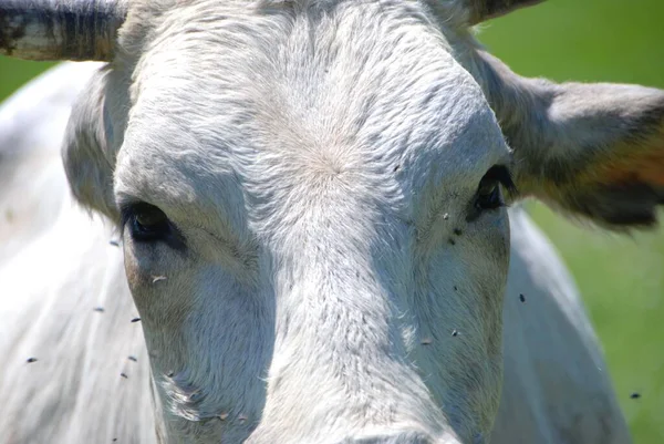 Retrato Uma Vaca Pastagem Langhe Piemonte Itália — Fotografia de Stock