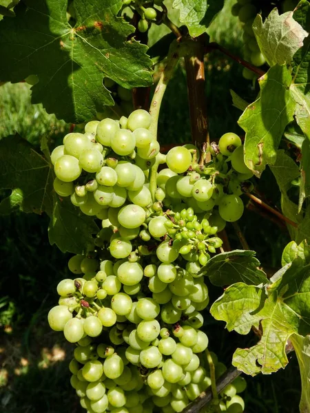 Clusters Van Nebbiolo Druiven Nog Groen Rijpen Heuvels Van Langhe — Stockfoto