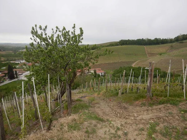 Wśród Winnic Wzgórzach Langhe Piemont Włochy — Zdjęcie stockowe