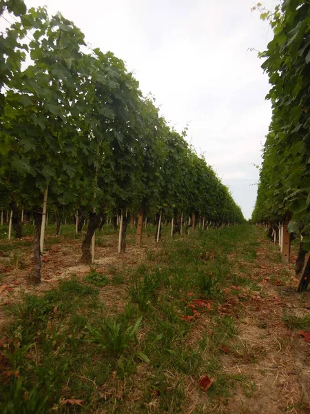 Entre Fileiras Vinhas Langhe Piemonte — Fotografia de Stock