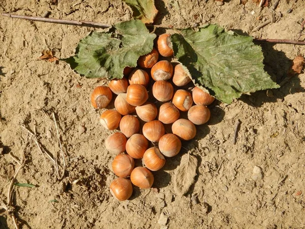 収穫する準備ができて地面にヘーゼルナッツ コルテミリア ピエモンテ イタリア ストック画像